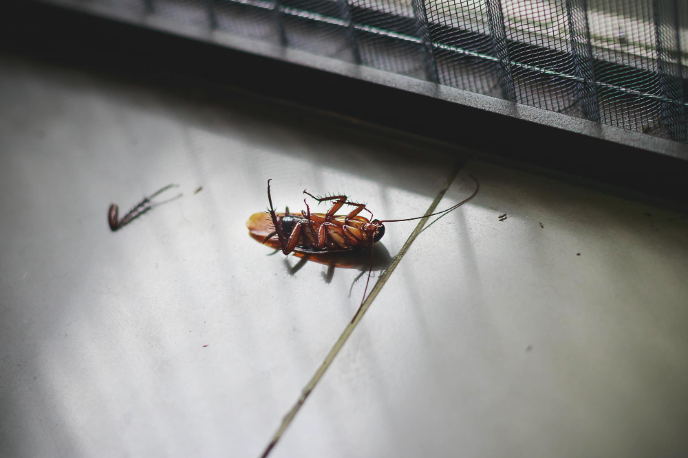 Kakkerlakken bestrijden