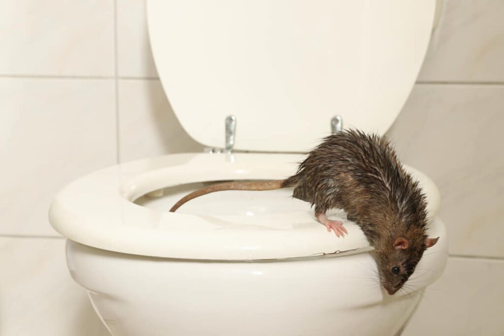 ratten uit riool in de wc